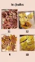 Feuilles.webp