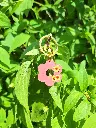 Médaille Fleurette Nude Tournesol