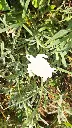 Tortue Gardienne
