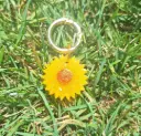 Petit Tournesol🌻